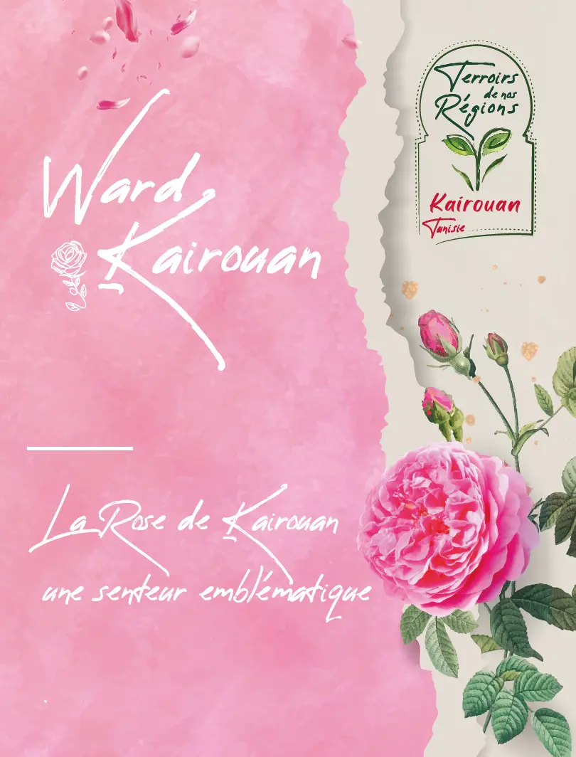 Rose de Kairouan